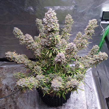 Насіння конопель Auto Blackberry Feminised